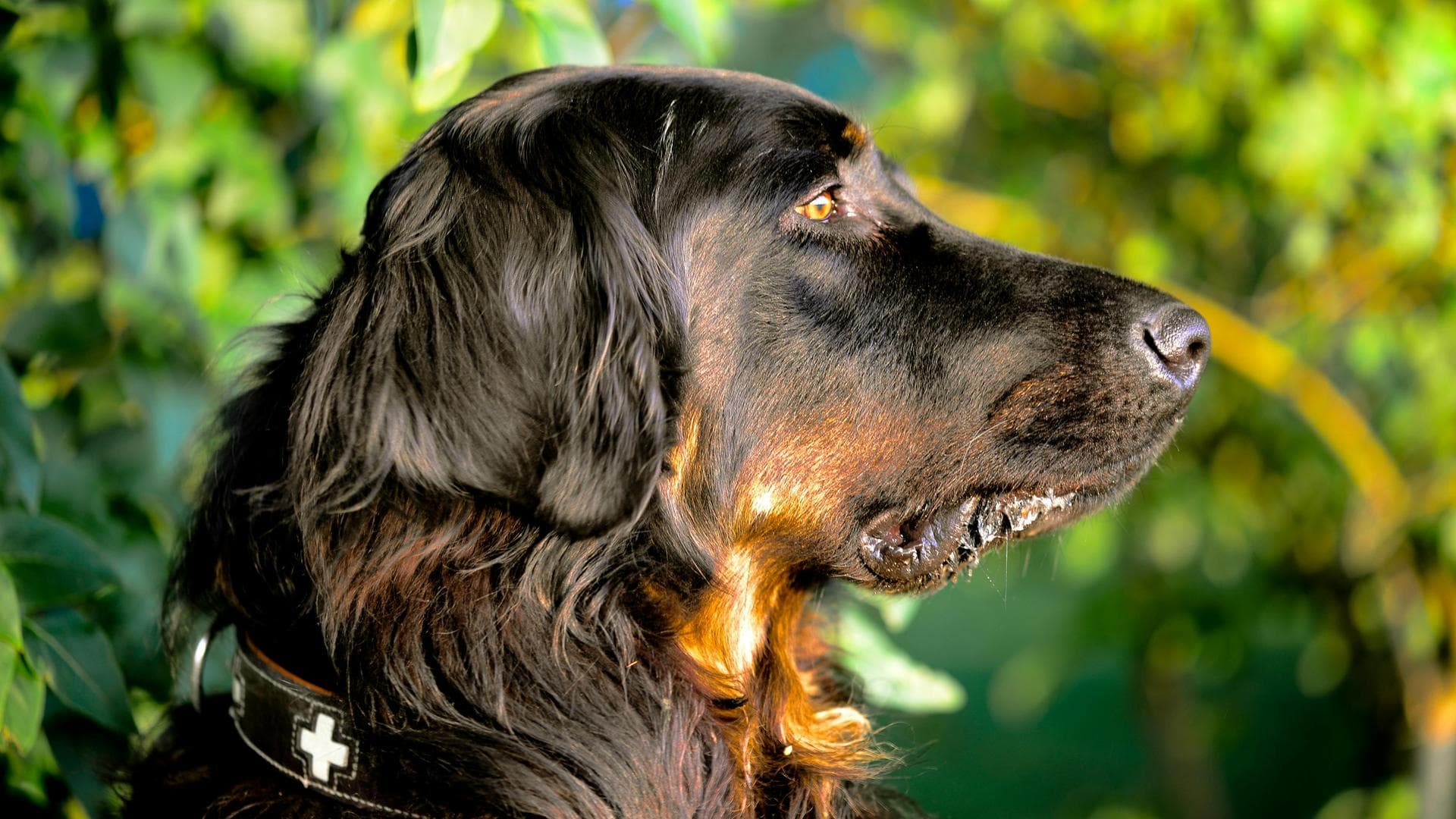 Specialist Vets in Klamath Falls